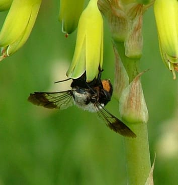 Floral traits mediate the pollination role of bees