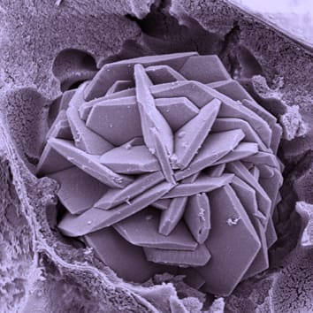Functional biogenic calcium oxalate crystals in Acacia