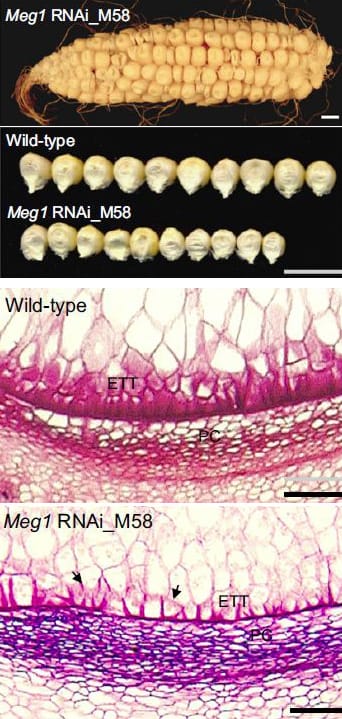 Efectos de Meg1 en el crecimiento de la semilla: la mazorca y los granos de maíz se segregan para las semillas normales y pequeñas de Meg1 (arriba), mientras que la diferencia en la estructura de la célula de transferencia se observa en las micrografías inferiores. Véase Costa et al. http://dx.doi.org/10.1016/j.cub.2011.11.059.