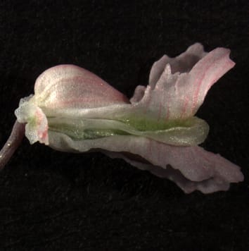 Virus-induced gene silencing and evo-devo studies in Cysticapnos