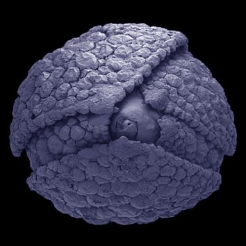 Cretaceous flowers of Ericales