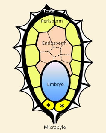 Genetic control of germination in Orobanche
