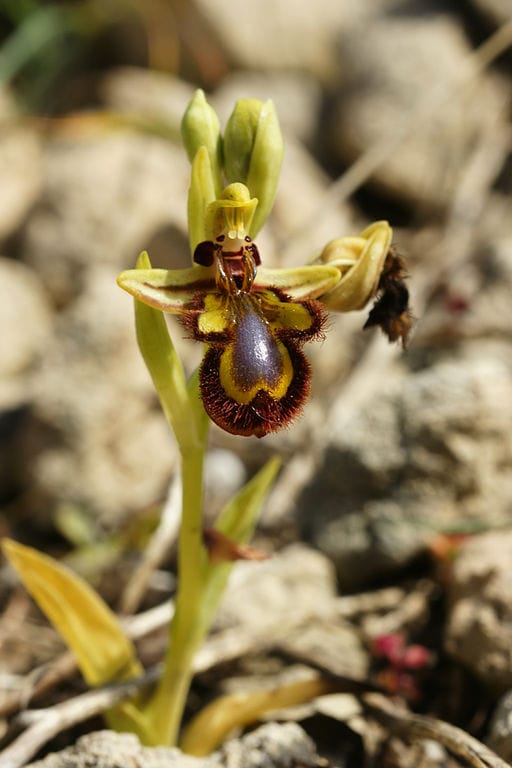 Spéculum d'Ophrys