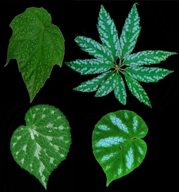 Photosynthetic costs of foliar variegation in Begonia