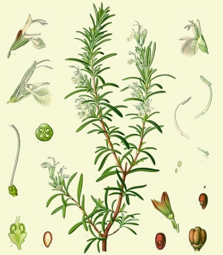 Pharmacopoeia Shakespeariensis