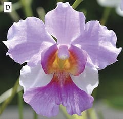 Vanda Señorita Joaquim
