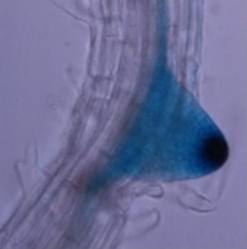 LBD29 and lateral root initiation in arabidopsis
