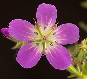 Costos de reproducción en una especie ginodioica
