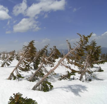Timberline formation and dynamics