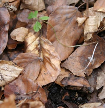 Effets de la litière d'arbres sur la végétation du sous-étage