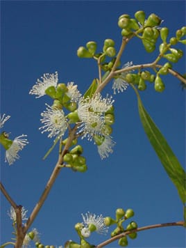 Reproductive barriers to interspecific Corymbia hybridization