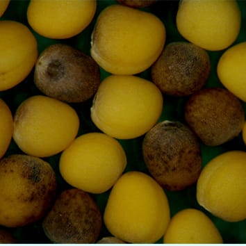 Brassica monosomic alien addition lines