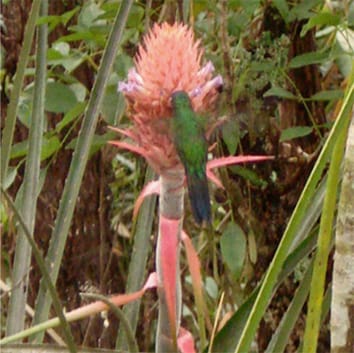 Secreción de néctar en una bromelia ornitófila