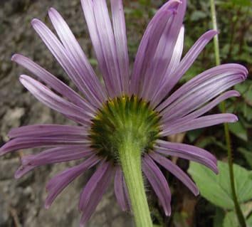 Molecular phylogenetics of Eurasian Aster