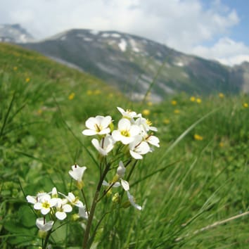 Flujo de genes contemporáneo en Arabis alpina