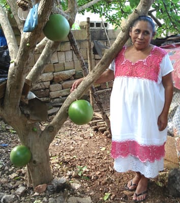 Artificial selection of <i>Crescentia cujete</i>