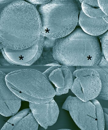 Pollen water status, development and functioning (Invited Review)