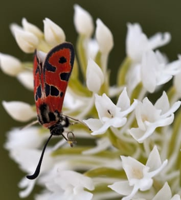 Phylogeny and evolution of European orchids
