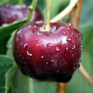 Genética molecular de la formación de cutículas en Prunus