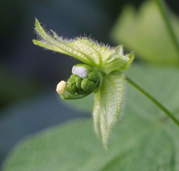 Signal honesty and cost of pollinator-rewards in Dalechampia