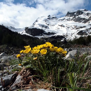 Climate warming shifts the timing of seed germination