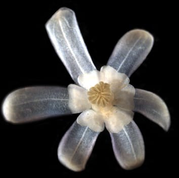 Expression de gènes floraux MADS-box dans Sinofranchetia