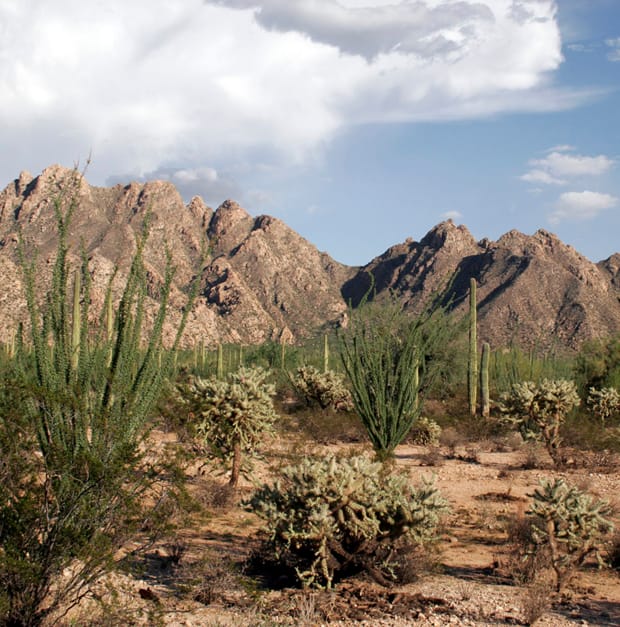 The fruit-fly and the cactus