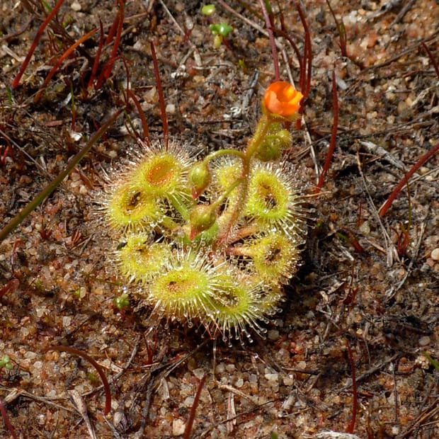 Tentacular spectacular