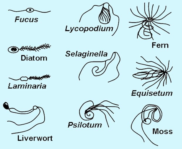 Bryophyte 'sperminateur'…