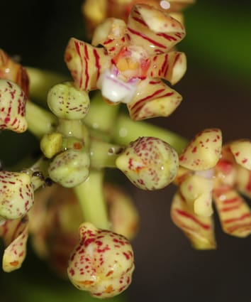 Rain-splash pollination in a deceptive orchid