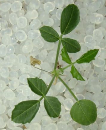 Responses of legumes to temperature and low phosphorus