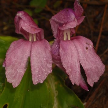 Novel self-pollination mechanism in Roscoea