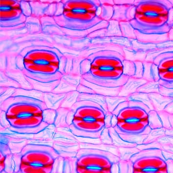 Distribución estomática y dimensiones de la traqueida del tallo