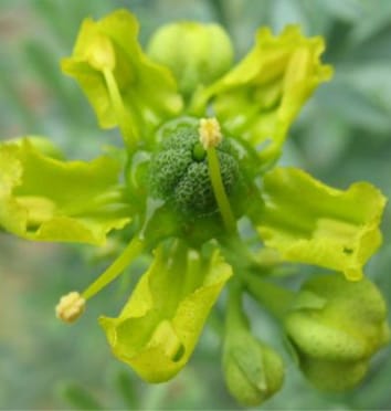 Stamen movements and pollination in Ruta