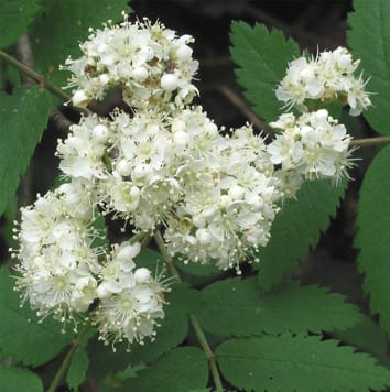 Cytotype diversity in Sorbus in Britain