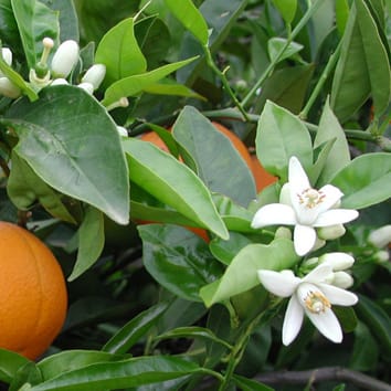 Fruit load modulates flowering-related gene expression