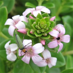 Cytogeography and allozyme variation of Lysimachia in Taiwan