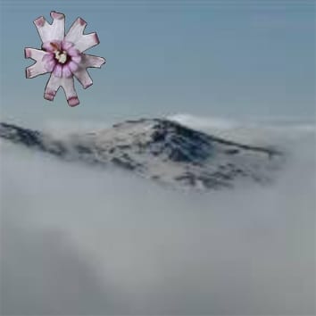 Gene flow in mountain environments