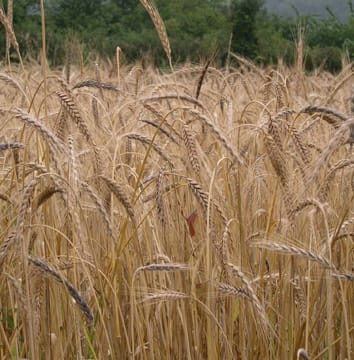 New alleles for Waxy genes in spelt wheat
