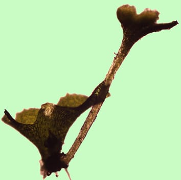 Apomixis and reticulate evolution in Aspleniaceae