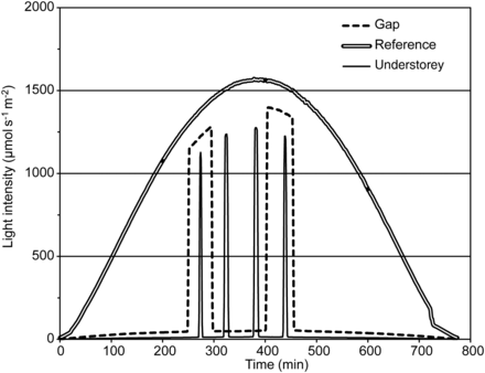 Norvège vs érables à sucre : une lutte silencieuse en sous-bois.