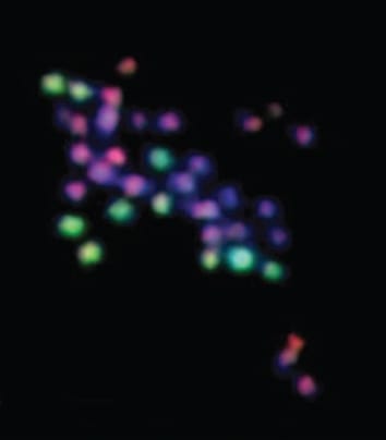 Interspecific chromosome exchanges in polyploid <i>Musa</i>