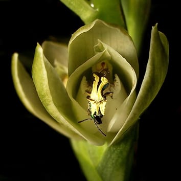 Biología de la polinización de una orquídea Chloraeinae