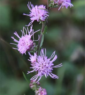 DNA content for 407 plant species from the USA