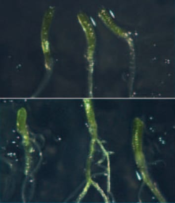 Gene-dosage effects of WEE1 in arabidopsis hypocotyls