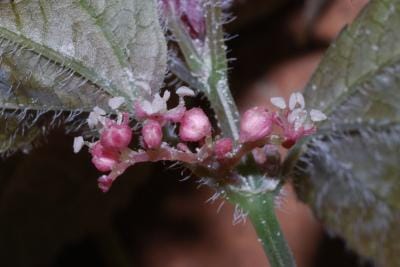 Nettle flowers in the dark.