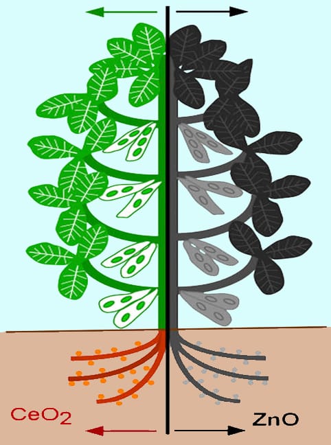 Nanoparticles may compromise crops