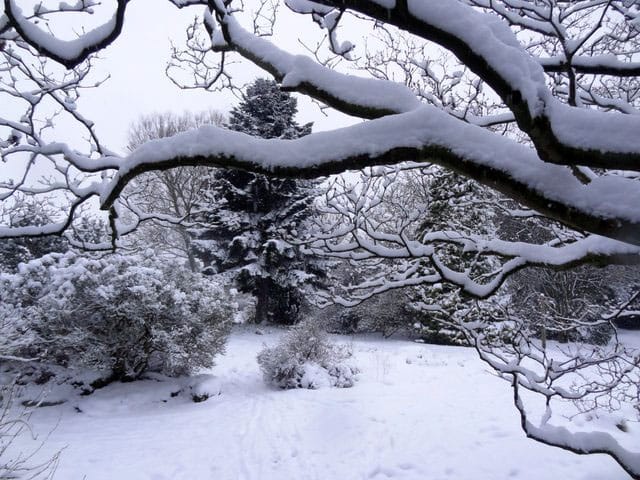 Snow and branches