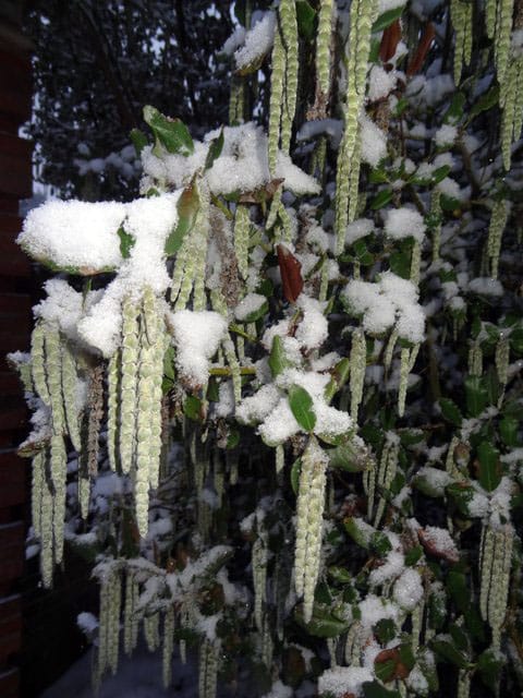 Catkins