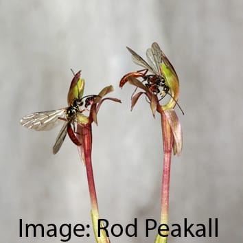 UV light and floral volatile production in an orchid